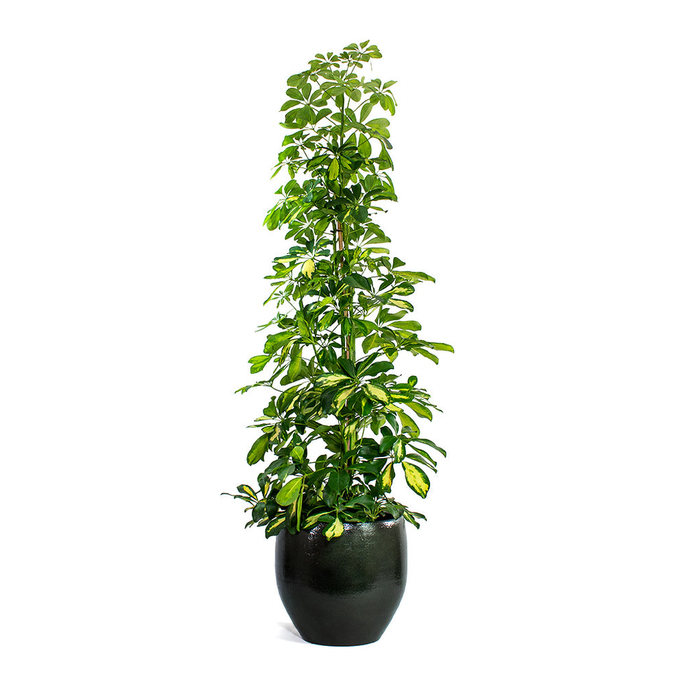 Schefflera arboricola Gold Capella - Dwarf Umbrella Tree | Hortology ...