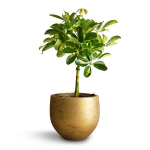 Schefflera Gold Capella - Stemmed Dwarf Umbrella Tree & Mini Orb Kevan Plant Pot - Metallic Gold