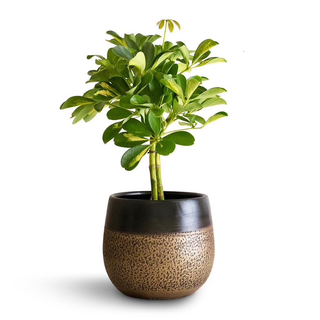 Schefflera Gold Capella - Stemmed Dwarf Umbrella Tree & Mya Plant Pot - Deep Champagne