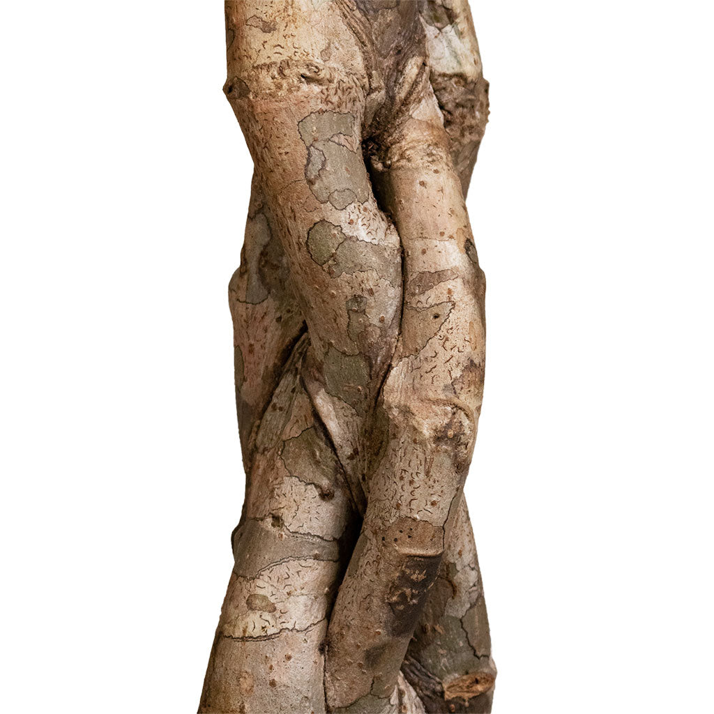 Schefflera arboricola Compacta - Dwarf Umbrella Tree - Twisted Stem