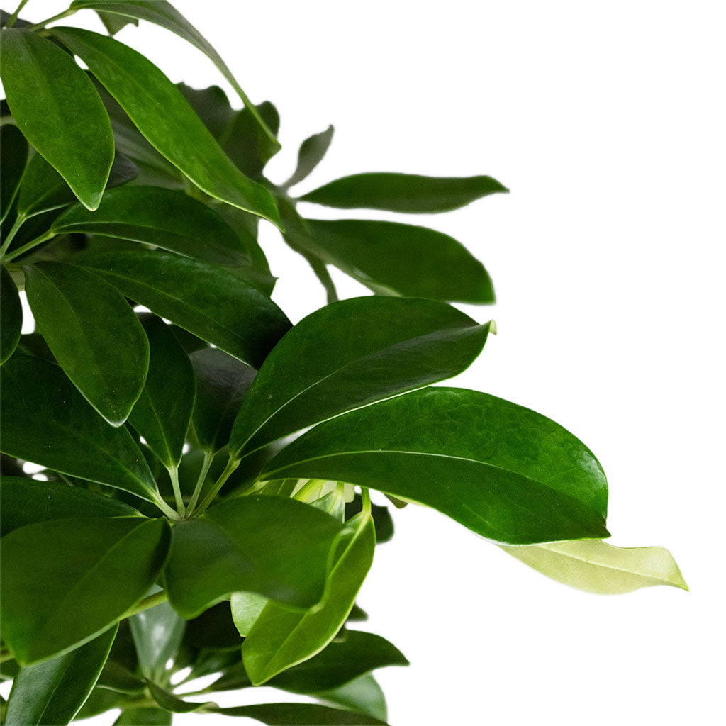 dracaena ficus schefflera Schefflera arboricola Compacta - Dwarf Umbrella Tree | Hortology