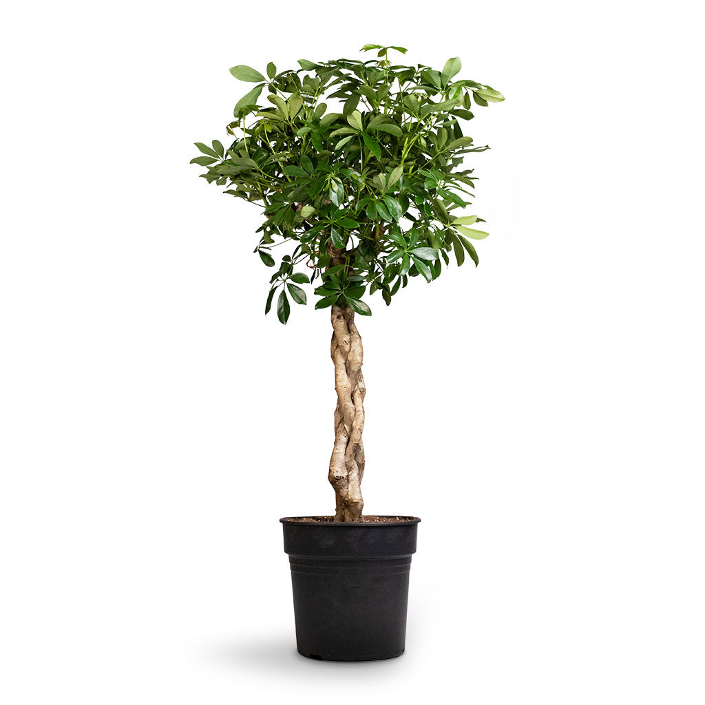 Schefflera arboricola Compacta - Dwarf Umbrella Tree - Twisted Stem