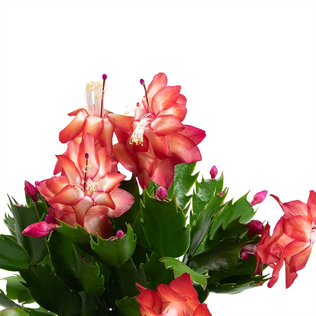 Schlumbergera - Christmas Cactus Houseplant- Red - Leaves & Flowers