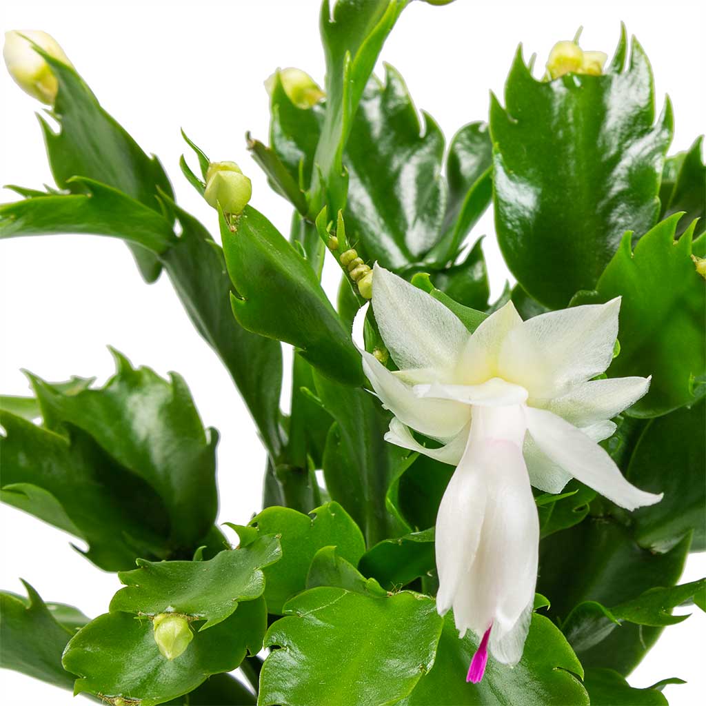 Schlumbergera - Christmas Cactus Houseplant - White - Leaves & Flowers