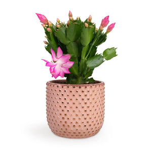 Schlumbergera - Christmas Cactus - Pink/Purple Houseplant & Bolino Plant Pot - Pale Rose 