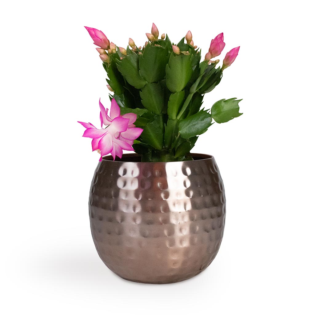 Schlumbergera - Christmas Cactus - Pink/Purple & Kody Metal Plant Pots - Rose Gold