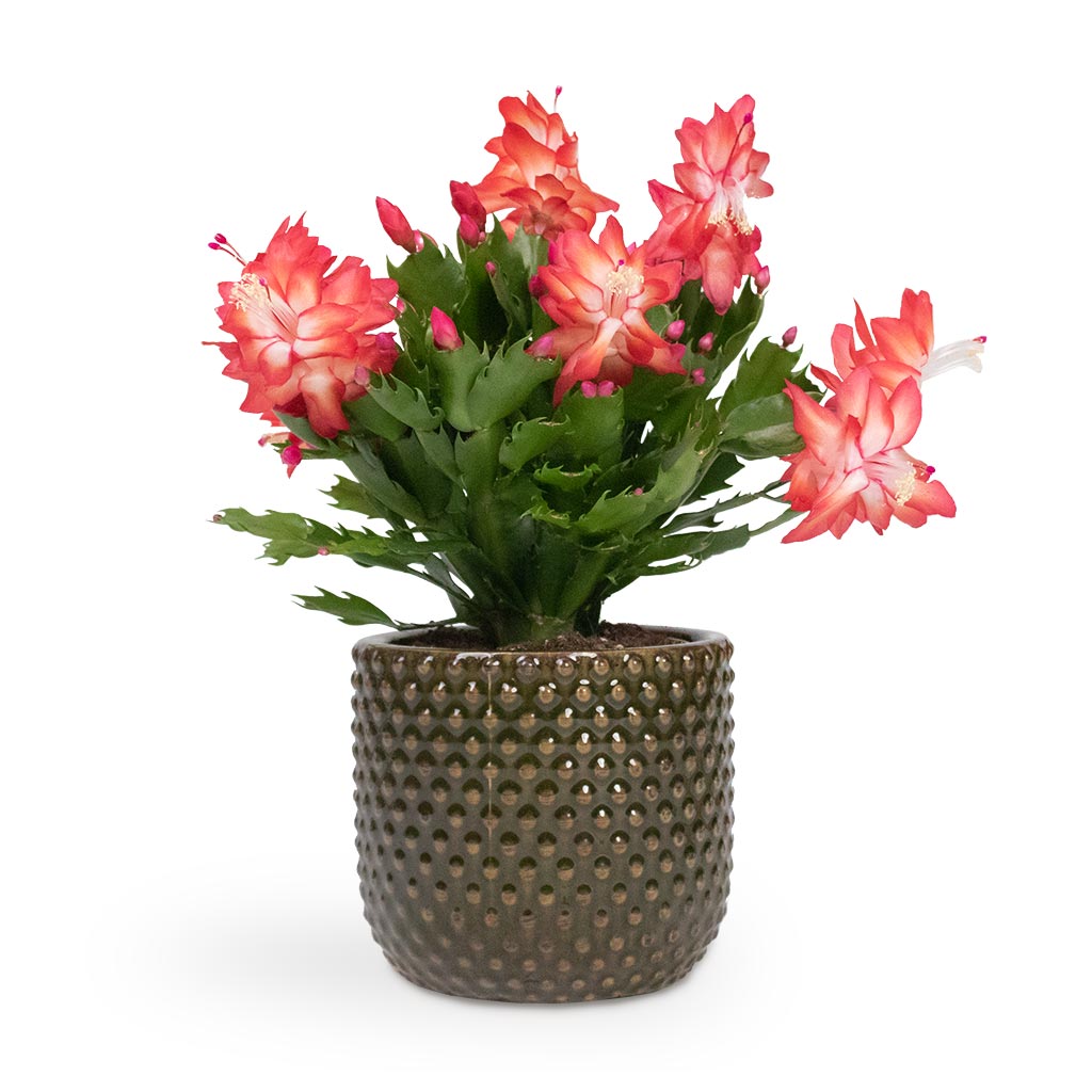 Schlumbergera - Christmas Cactus - Red & Bolino Plant Pot - Green