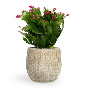 Schlumbergera - Christmas Cactus - Red & Feico Plant Pot - Mint Grey