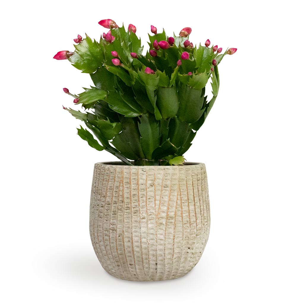 Schlumbergera - Christmas Cactus - Red & Feico Plant Pot Mint Grey