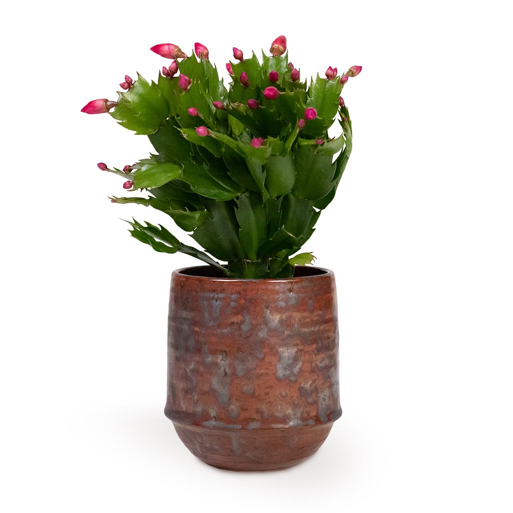 Noud Plant Pot - Copper & Christmas Cactus