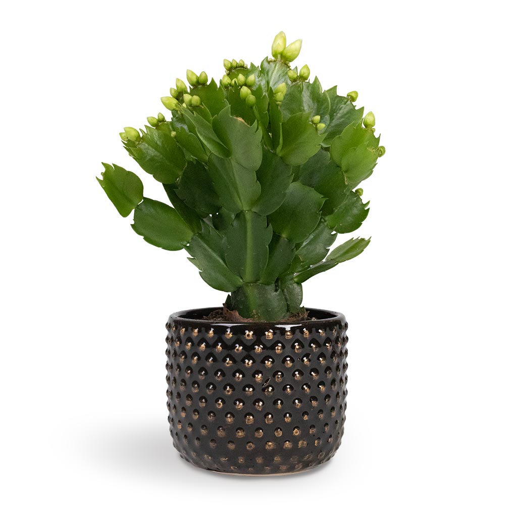 Schlumbergera - Christmas Cactus - White & Bolino Plant Pot - Shiny Black