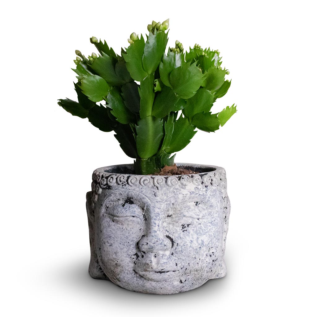 Schlumbergera - Christmas Cactus - White & Buddha Plant Pot - Cement