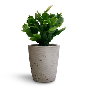 Gerben Plant Pot - Grey Washed & Schlumbergera - Christmas Cactus - White