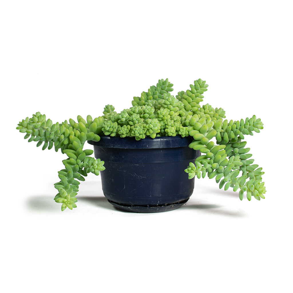 Sedum Burrito Donkey Tail 14cm