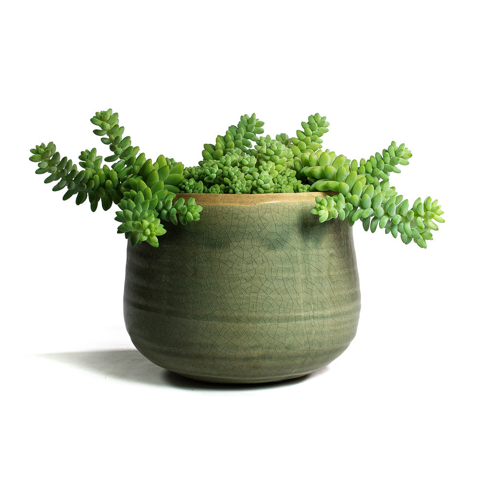 Sedum Burrito Donkey Tail with Iris Plant Pot Mint
