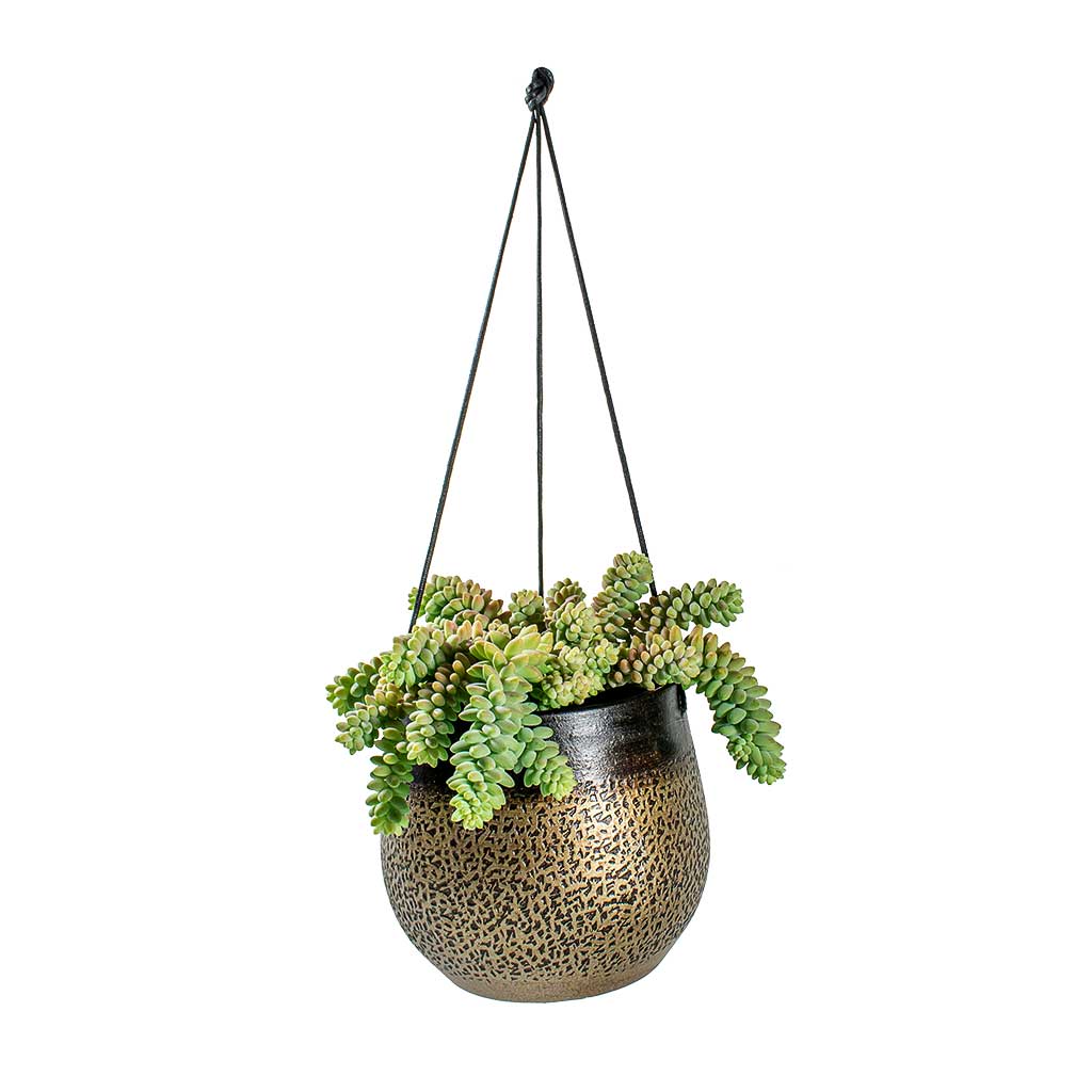 Sedum Burrito Donkey Tail & Mya Hanging Planter Deep Champagne