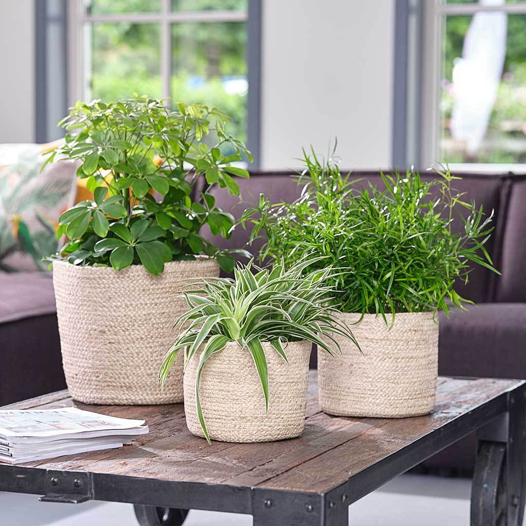 jute plant pot Selin Plant Basket - Jute - Quality Plant Baskets | Hortology