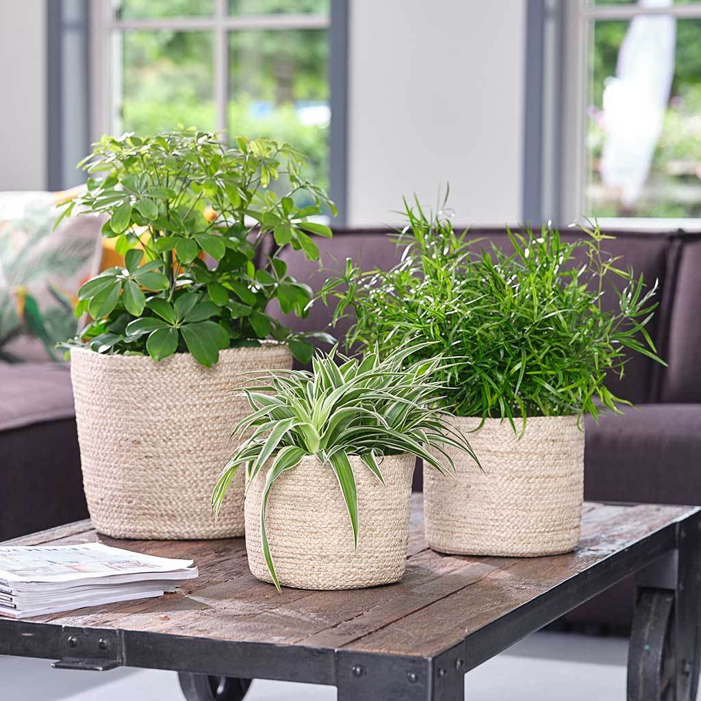 Selin Plant Basket - Jute with Houseplants