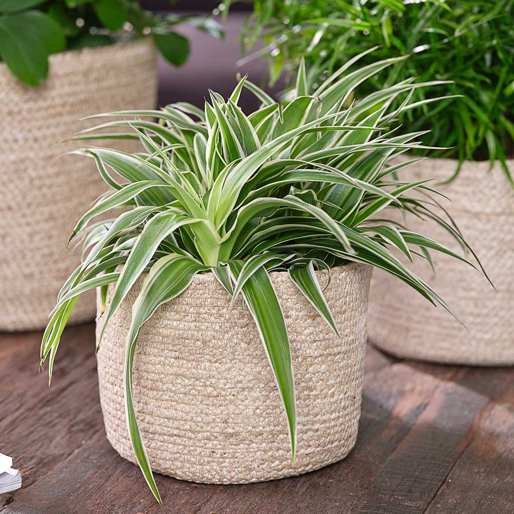 Selin Plant Basket - Jute with Spider Plant