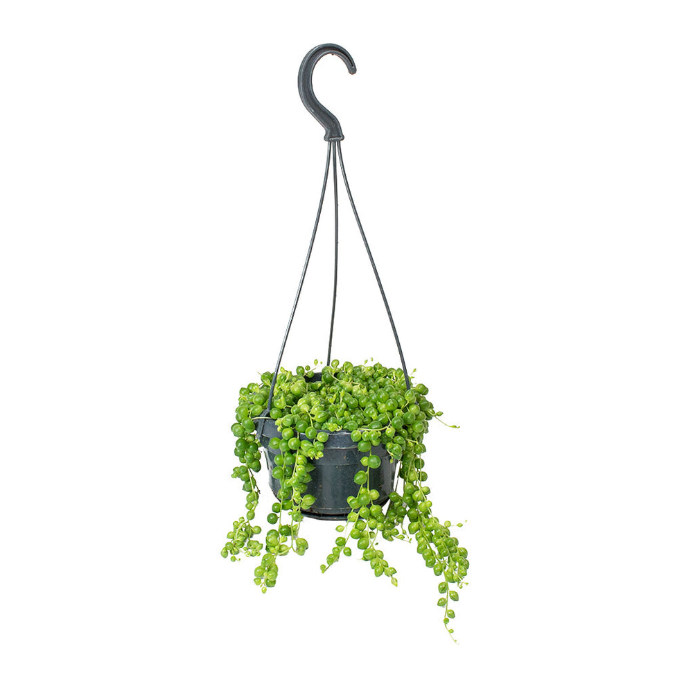 Senecio rowleyanus - String of Pearls - Hanging Plants | Hortology ...