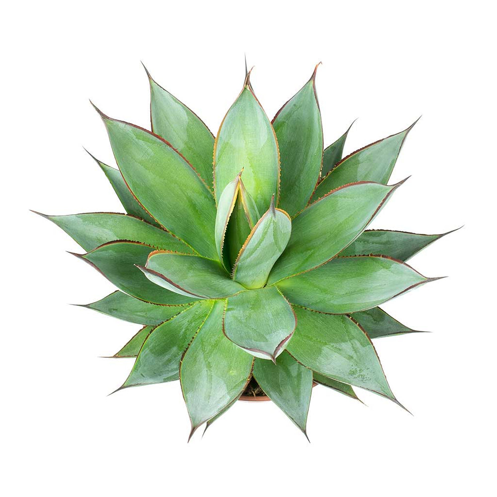 Agave Shaka Zulu - Quality Houseplants | Hortology - HORTOLOGY