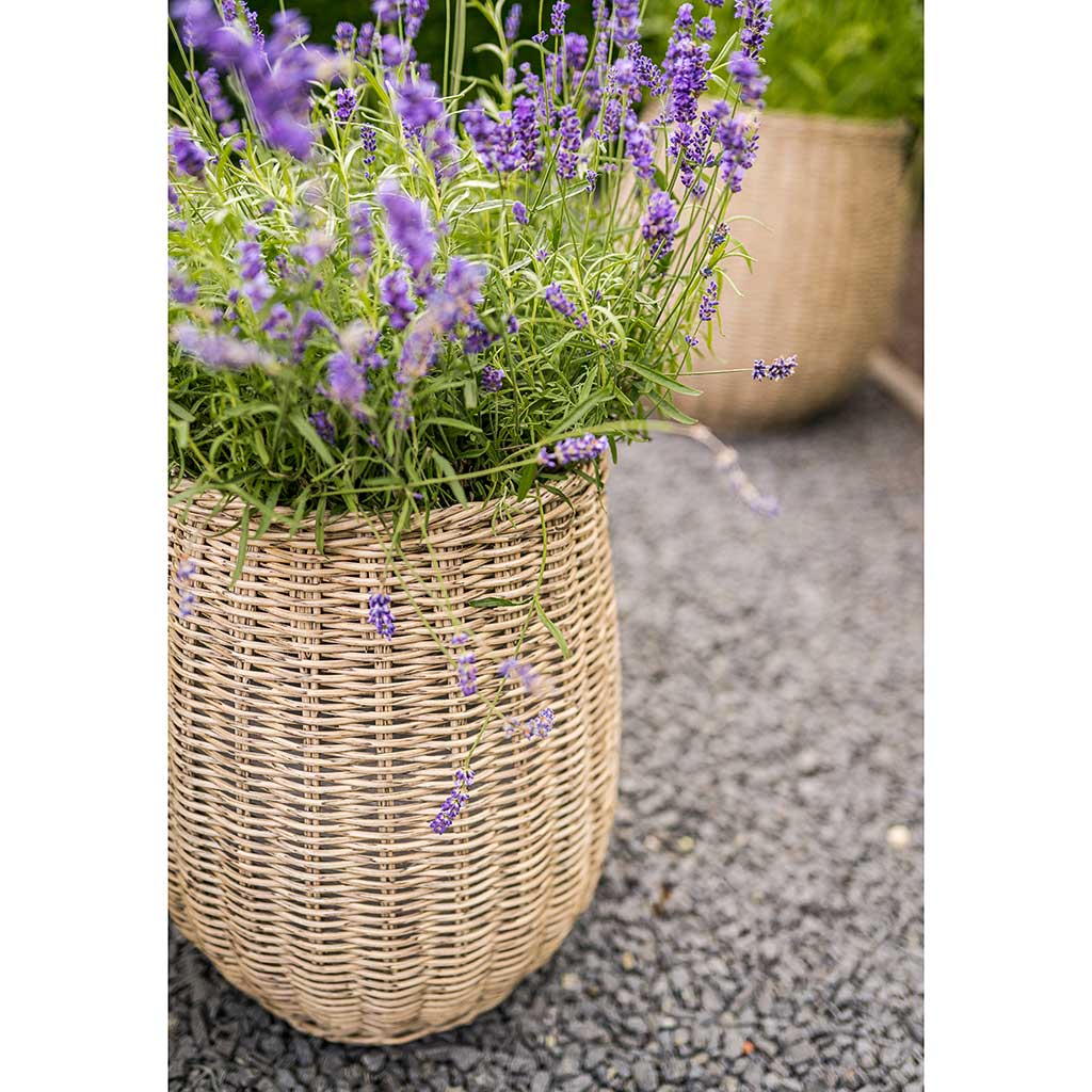 Siona Wicker Plant Basket & Lavender