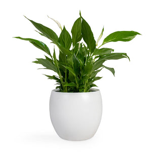 Spathiphyllum Bellini - Peace Lily Houseplant & Cresta Plant Pot - Pure White