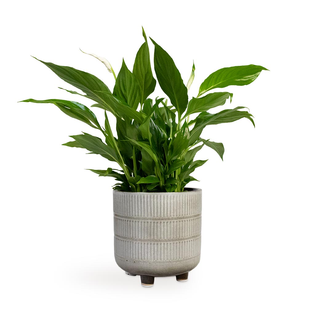 Spathiphyllum Bellini - Peace Lily Houseplant & Denise Plant Pot - Fossil
