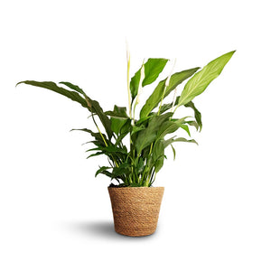 Spathiphyllum Bellini - Peace Lily - 13 x 40cm Igmar Plant Basket - Natural - 15 x 12cm