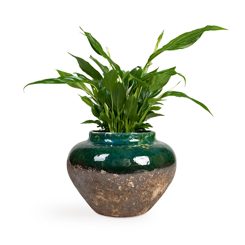 Lindy Jar Plant Pot - Black Green - 45 x 38cm