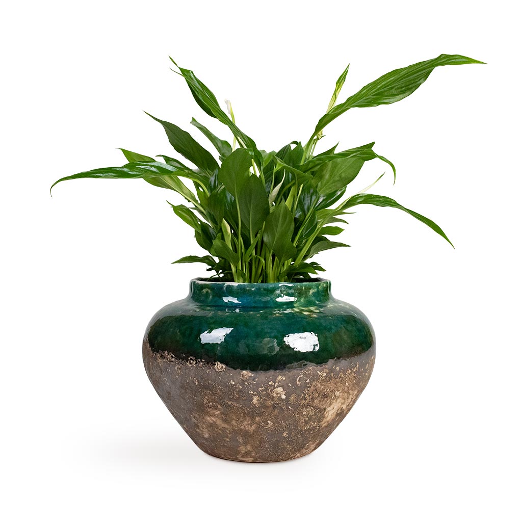 Spathiphyllum Bellini - Peace Lily Houseplant & Lindy Jar Plant Pot - Black Green