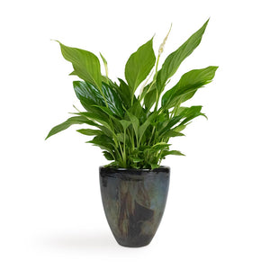 Spathiphyllum Bellini - Peace Lily Houseplant & Livin' Beauty Flowerpot - Black Silver Smooth