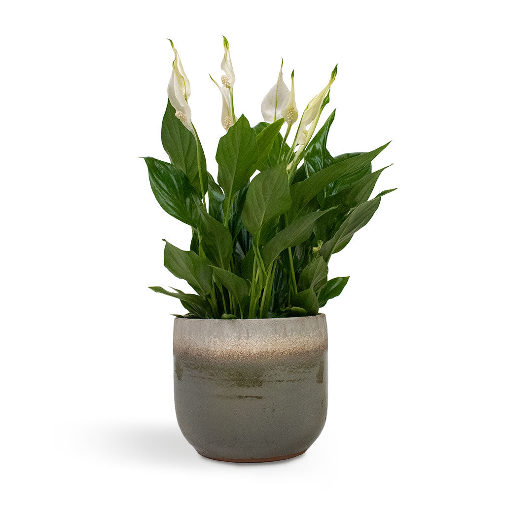 Spathiphyllum Bellini - Peace Lily Houseplant & Tarra Plant Pot - Forest