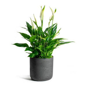 Spathiphyllum Bellini Peace Lily & Charlie Plant Pot Black Washed