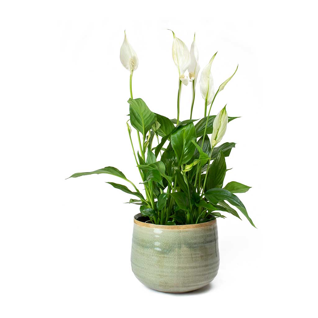 Spathiphyllum Bellini - Peace Lily & Iris Mint Plant Pot
