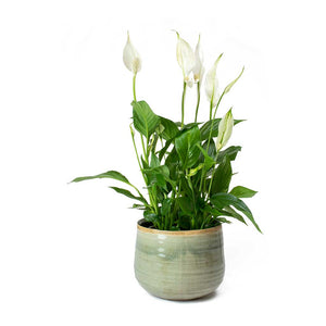 Spathiphyllum Bellini - Peace Lily & Iris Mint Plant Pot