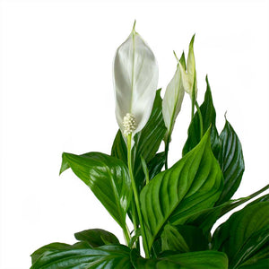 Spathiphyllum Bellini - Peace Lily Leaves