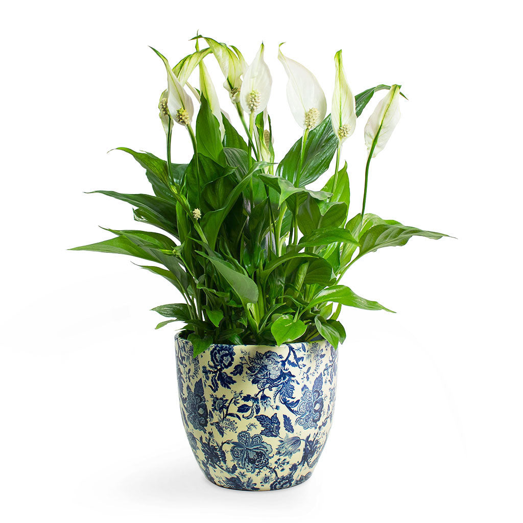 Spathiphyllum Bellini Peace Lily & Monza Plant Pot Vintage Blue