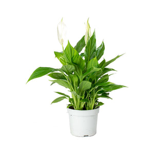 Spathiphyllum Bellini - Peace Lily