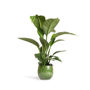 Spathiphyllum Sensation Peace Lily Indoor Plant & Aimee Plant Pot Pear