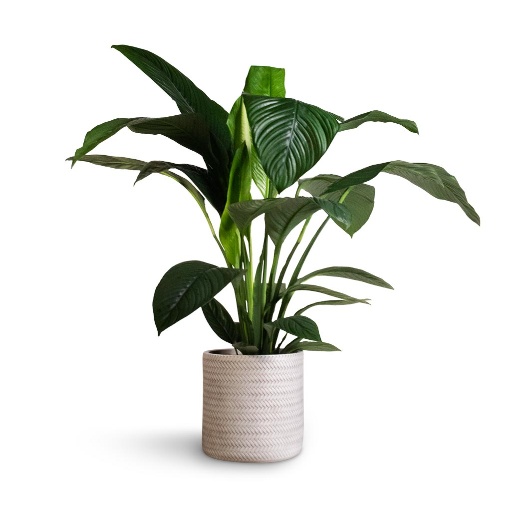 Spathiphyllum Sensation - Peace Lily & Angle Cylinder Plant Pot - White