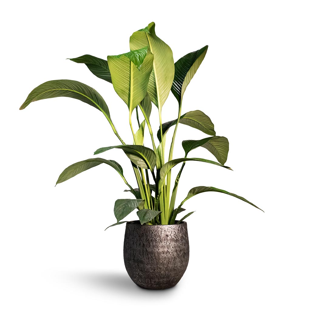 Spathiphyllum Sensation - Peace Lily & Evi Plant Pot - Midnight Black