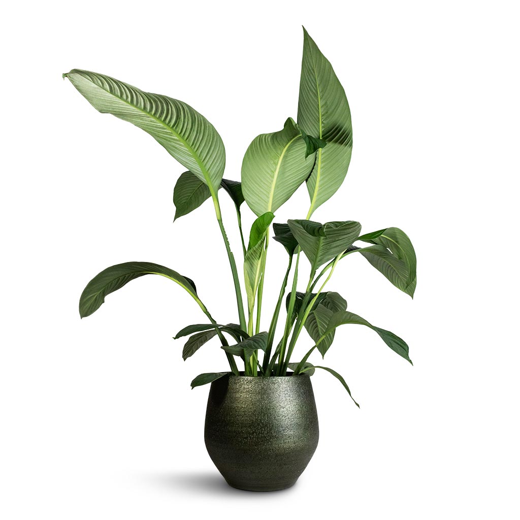 Spathiphyllum Sensation - Peace Lily & Noor Plant Pot - Velvet Green