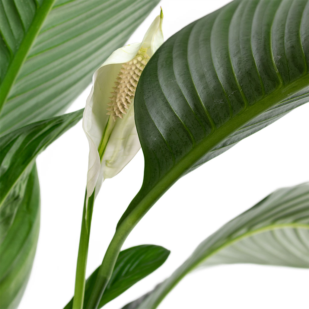 Spathiphyllum Sensation Peace Lily & Ben Plant Pot Straw Grass