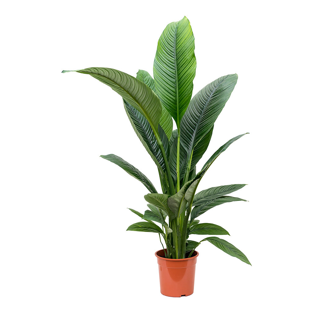 Giant Peace Lily