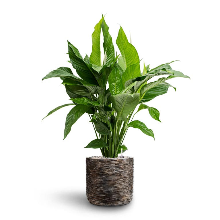 Spathiphyllum Sweet Lauretta - Peace Lily - Hydroculture Luxe Lite Wrinkle Cylinder Planter - Bronze