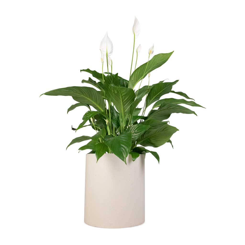 Spathiphyllum Sweet Lauretta - Peace Lily