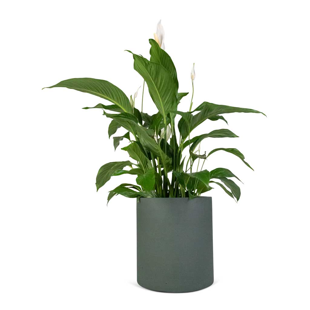 Spathiphyllum Sweet Lauretta - Peace Lily & Max Refined Planter - Pine Green