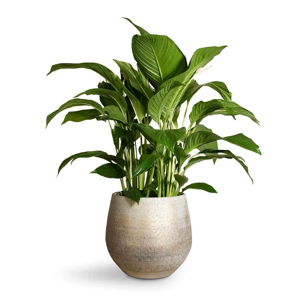 Noor Plant Pot - Metallic Grey & Sweet Lauretta Peace Lily