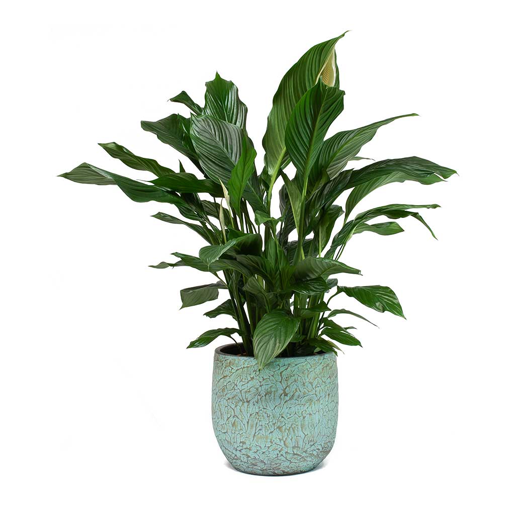Spathiphyllum Sweet Lauretta Peace Lily & Evi Plant Pot Antique Bronze